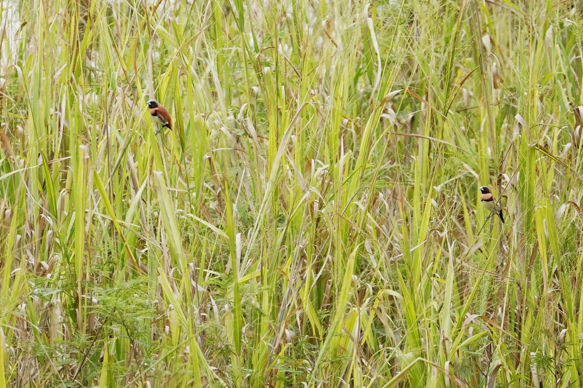 Chestnut-breasted Munia - ML611345720