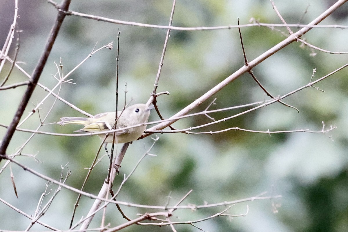 Ruby-crowned Kinglet - Lorna Aynbinder