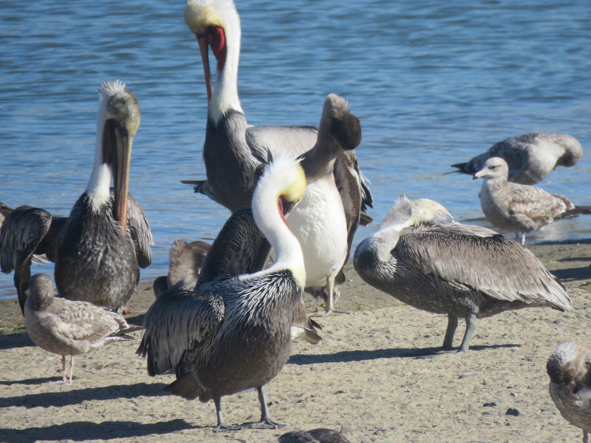 Brown Pelican - ML611345791