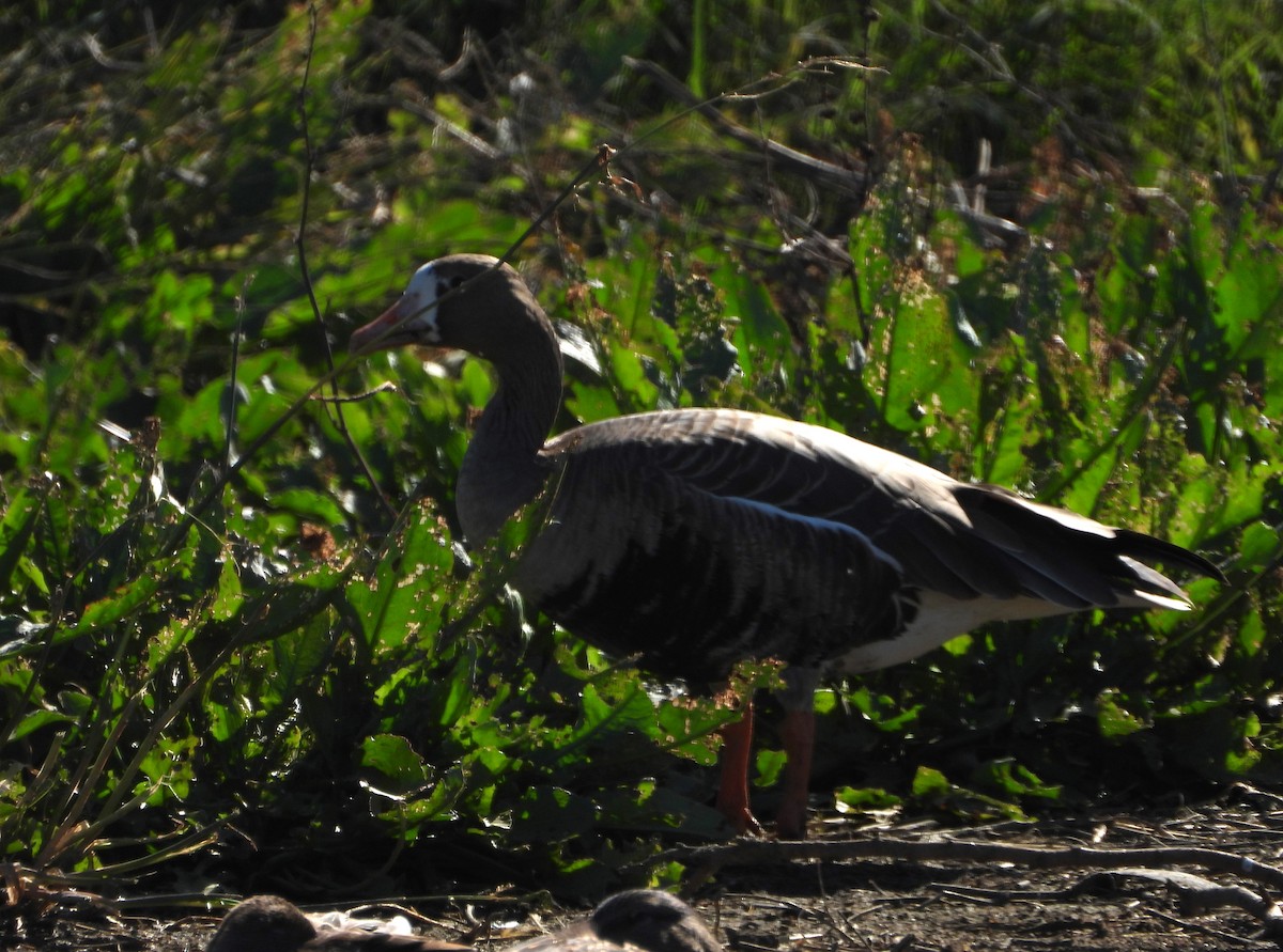 Greater White-fronted Goose - ML611345798