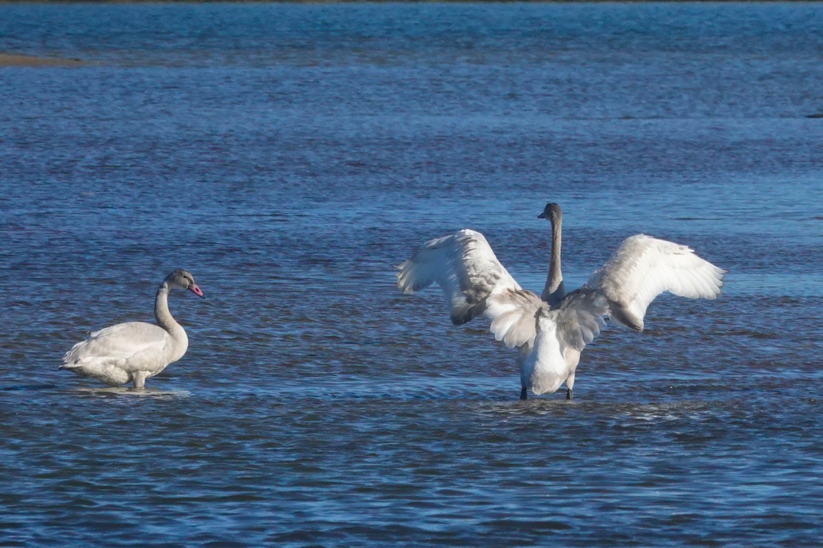 Tundra Swan - ML611345894