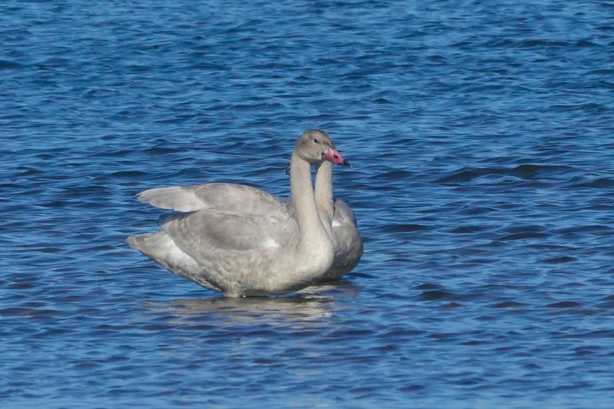 Tundra Swan - ML611345896