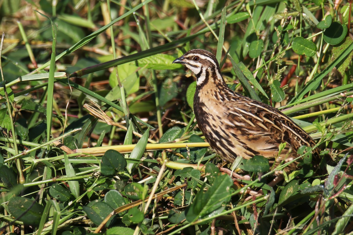 Rain Quail - ML611345938