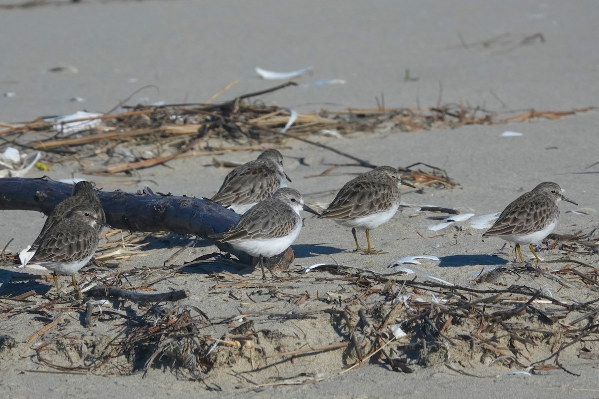 Western Sandpiper - Cliff Cordy