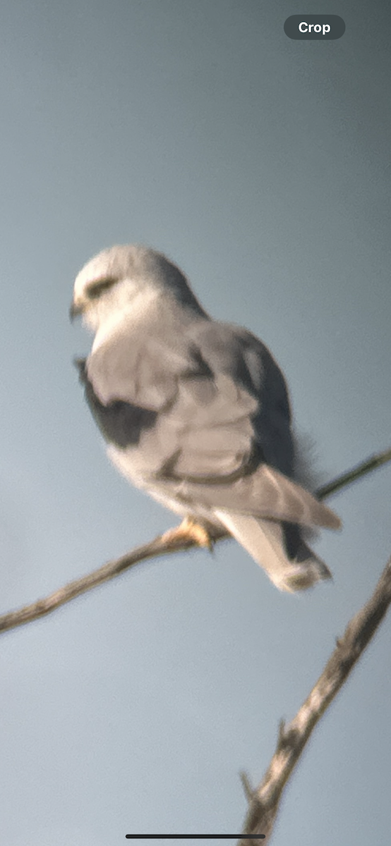 White-tailed Kite - ML611346056