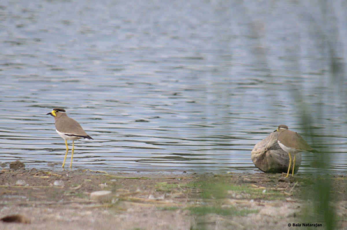 Yellow-wattled Lapwing - Bala Natarajan