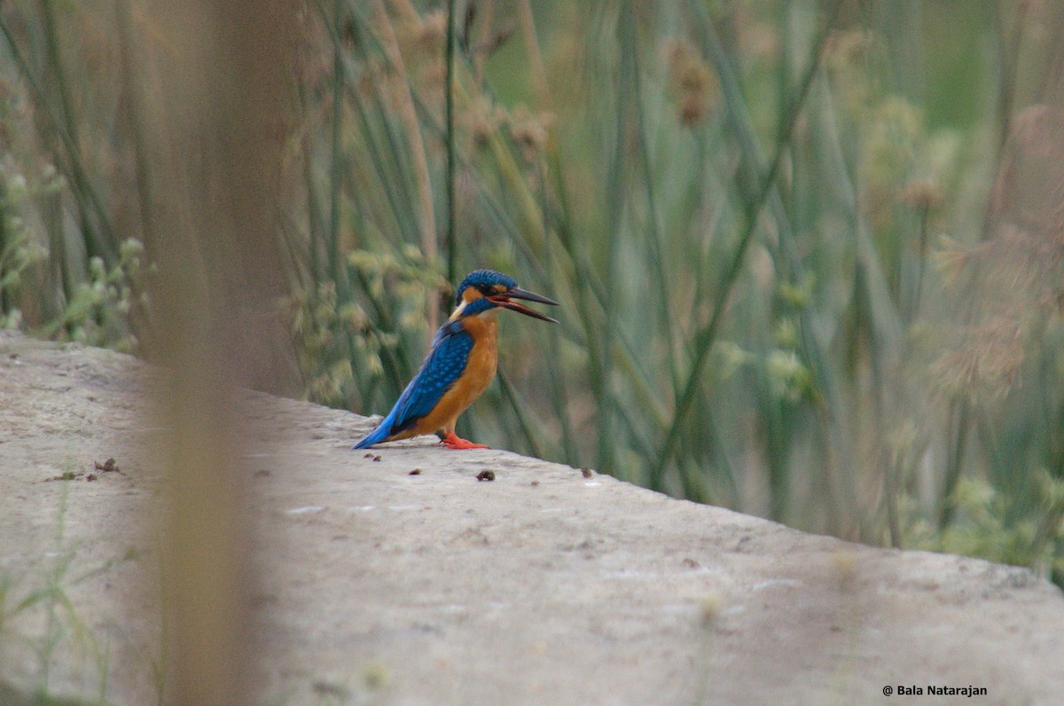 White-throated Kingfisher - Bala Natarajan