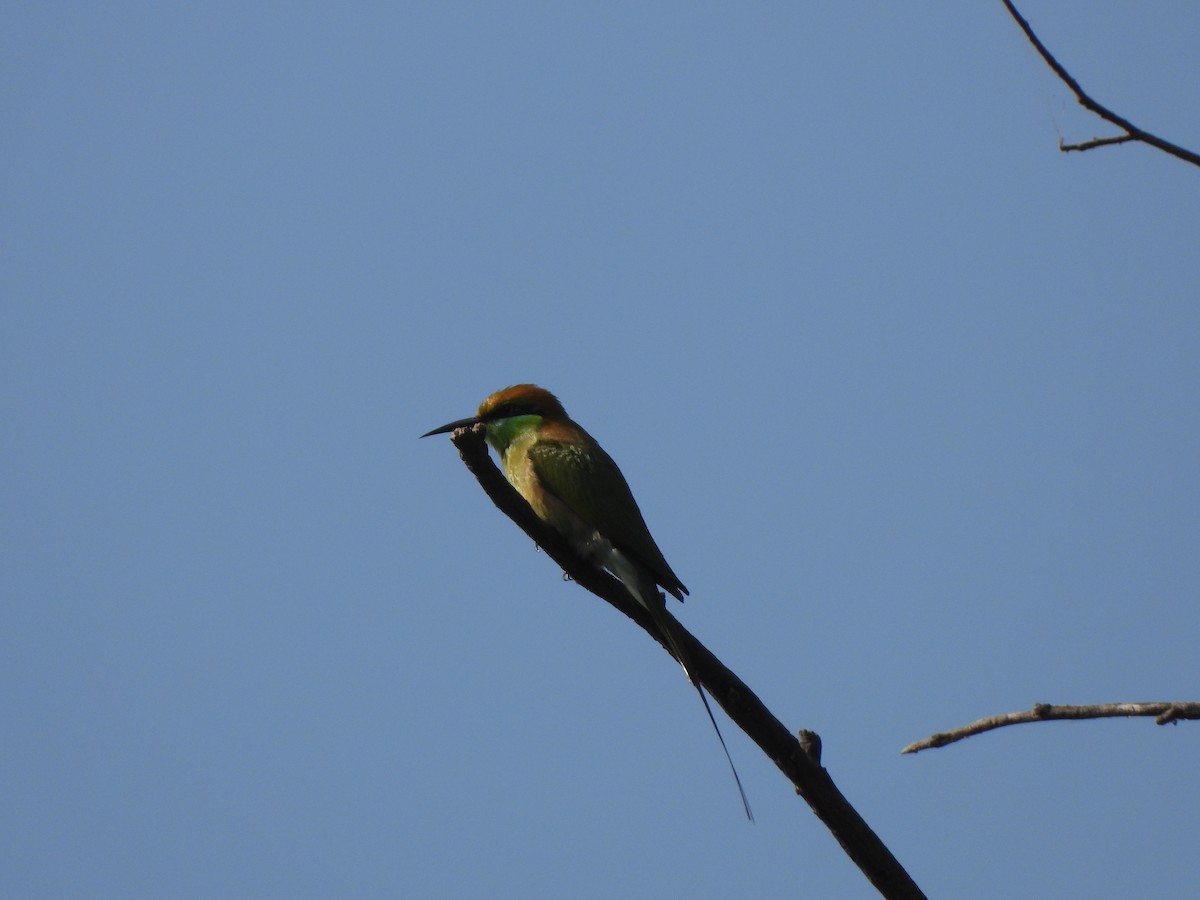 Asian Green Bee-eater - Rounak choudhary