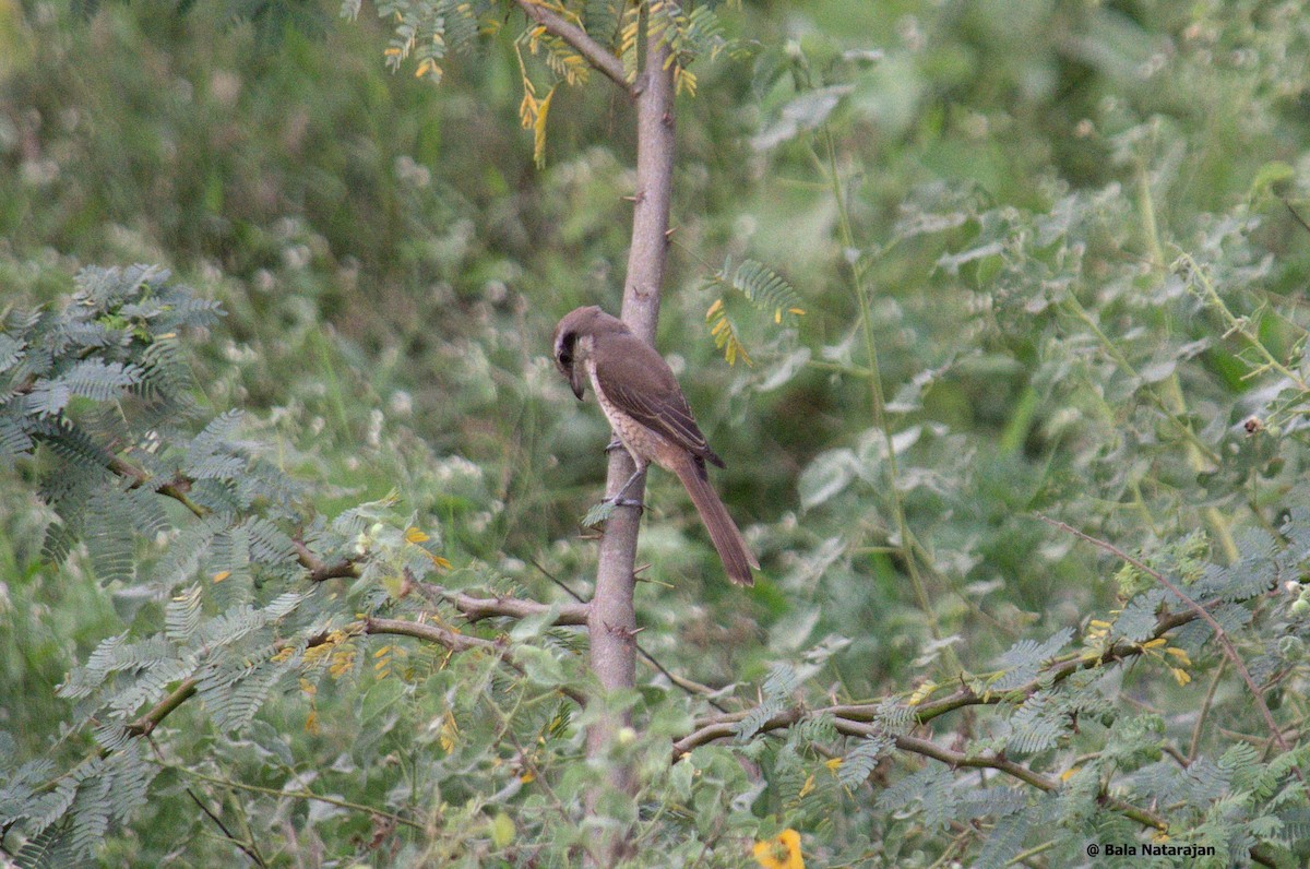 Brown Shrike - Bala Natarajan