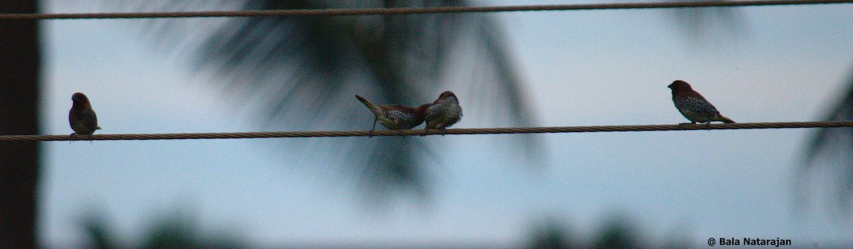 Scaly-breasted Munia - Bala Natarajan