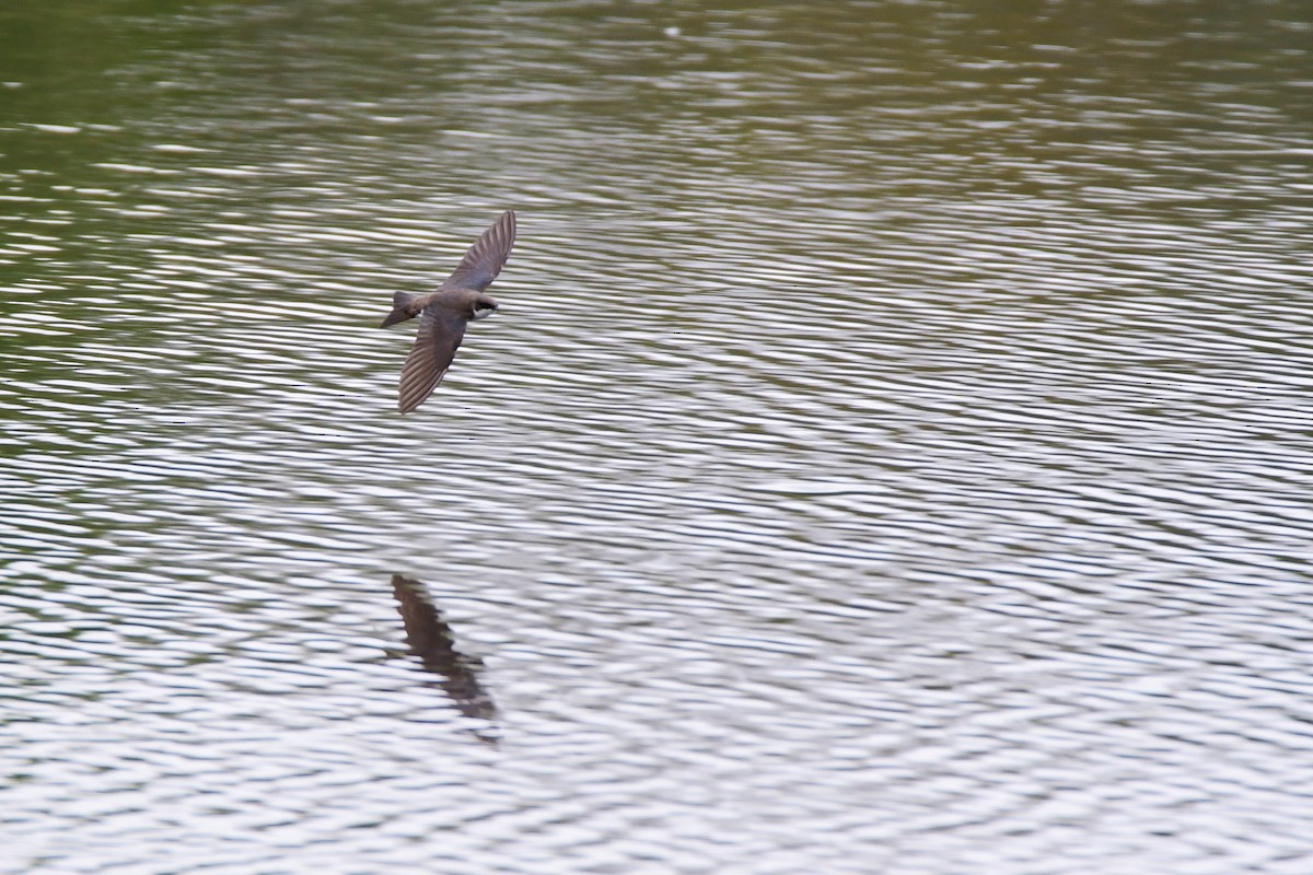 Tree Swallow - ML611346334