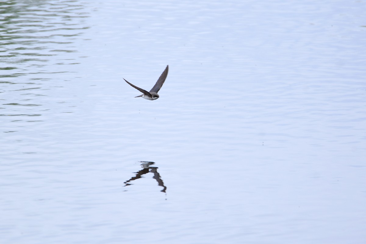 Tree Swallow - ML611346335