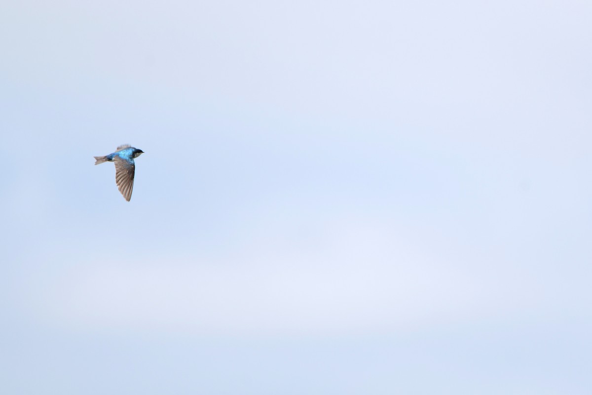 Tree Swallow - ML611346336