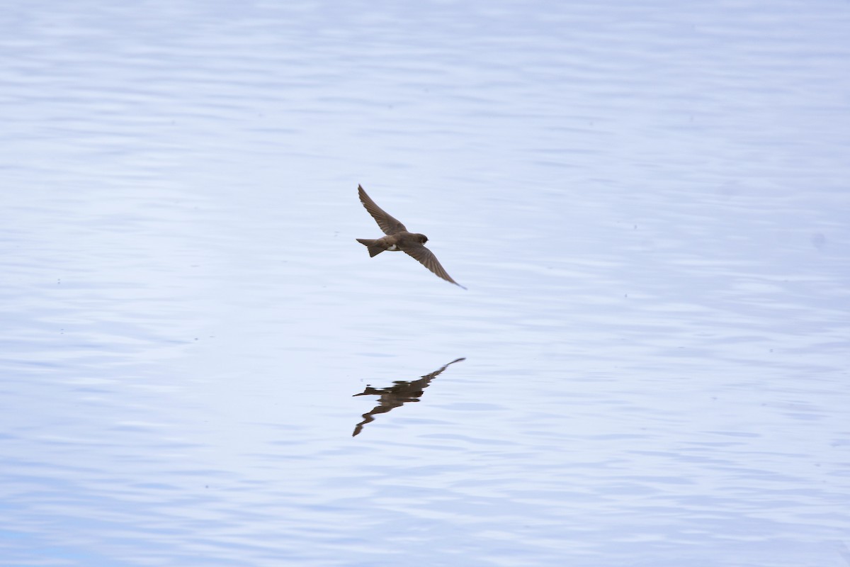 Tree Swallow - ML611346337