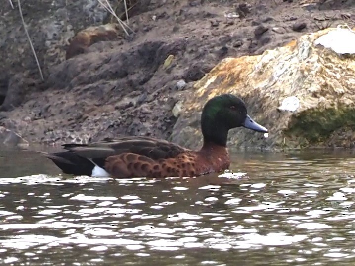 Chestnut Teal - ML611346362