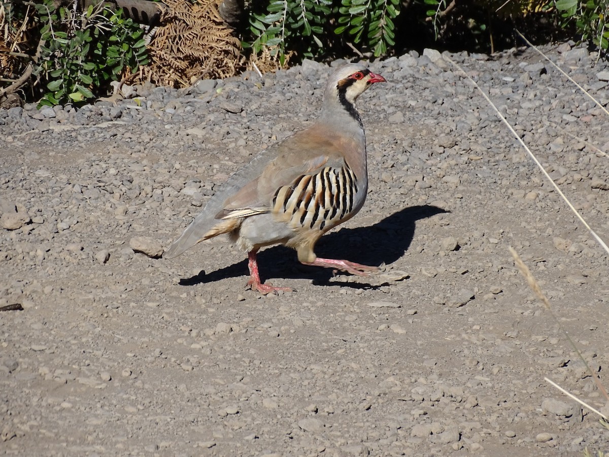 Chukarhuhn - ML611346404