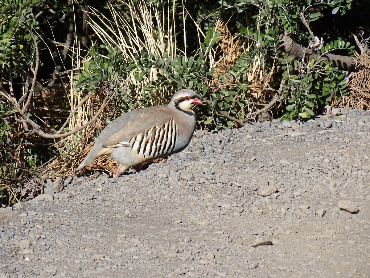 Chukarhuhn - ML611346406