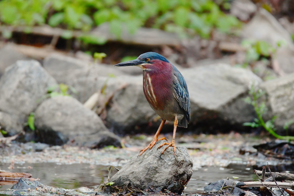 Green Heron - ML611346409