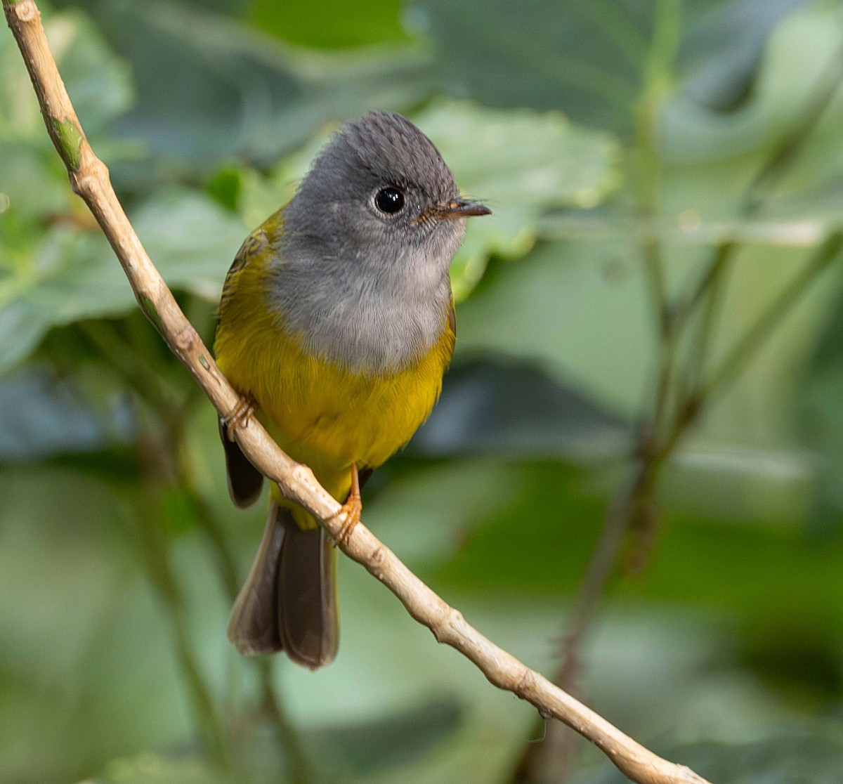 Gray-headed Canary-Flycatcher - Rohit Tibrewal