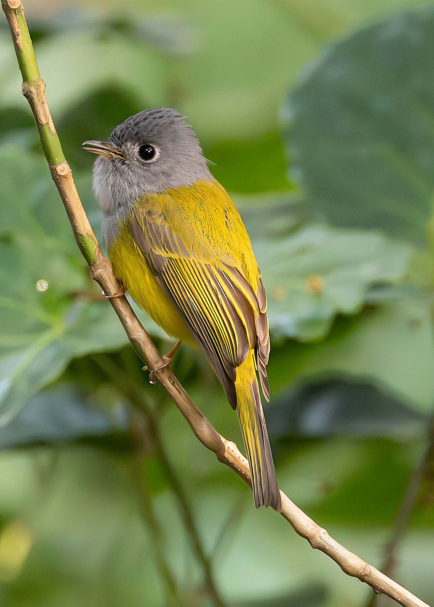 Gray-headed Canary-Flycatcher - Rohit Tibrewal