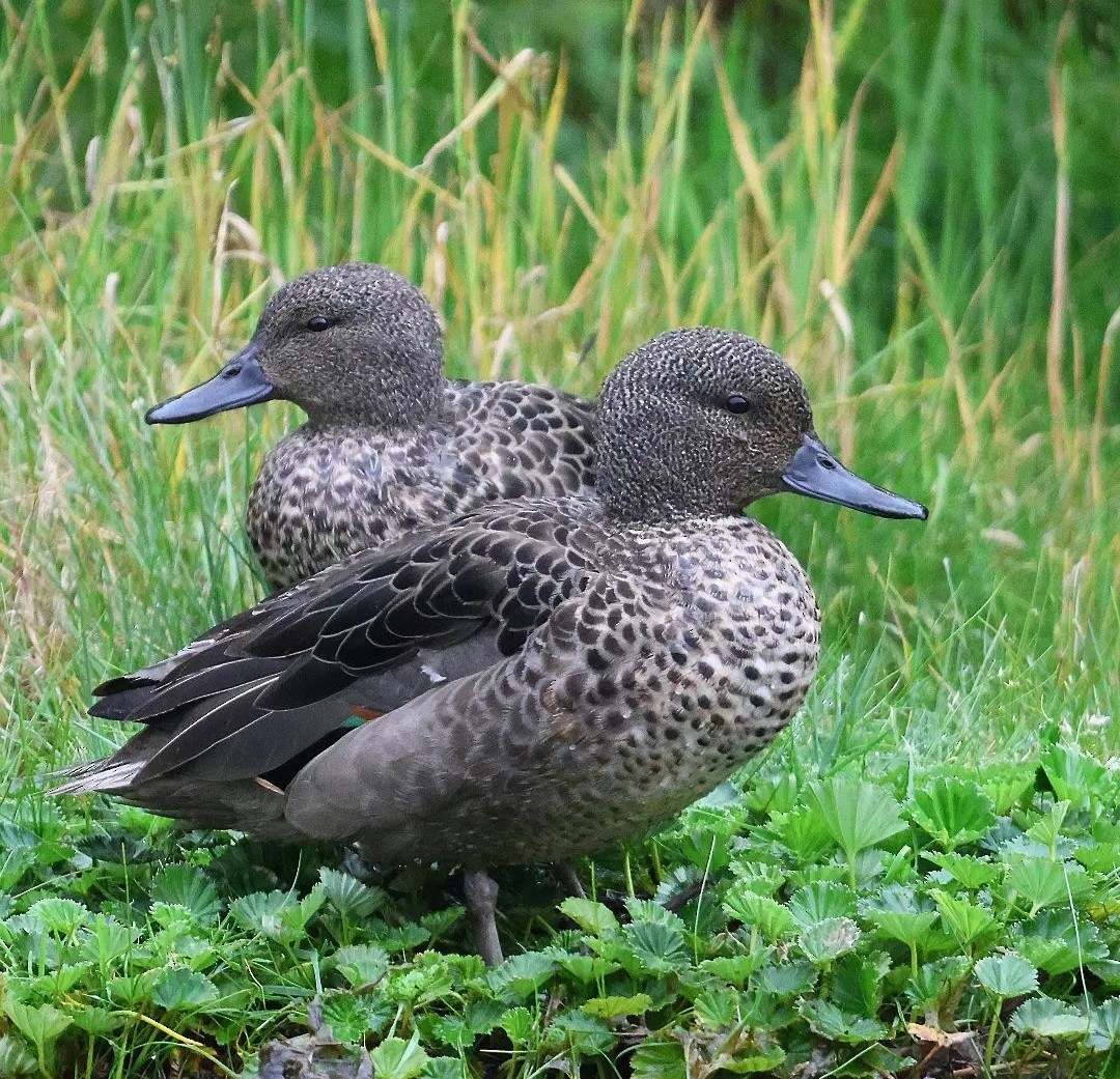 Andean Teal - ML611346519