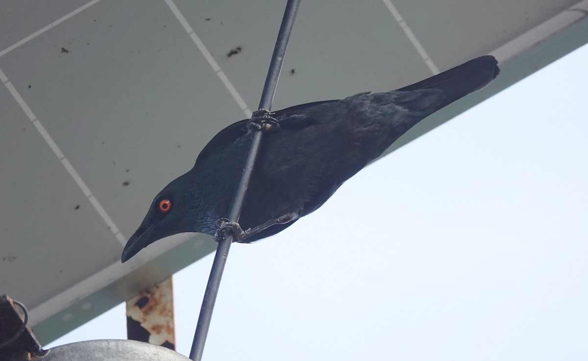 Singing Starling - ML611346565