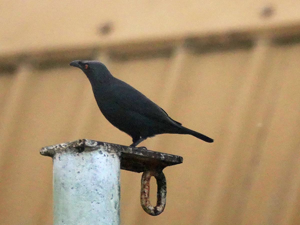 Singing Starling - ML611346574