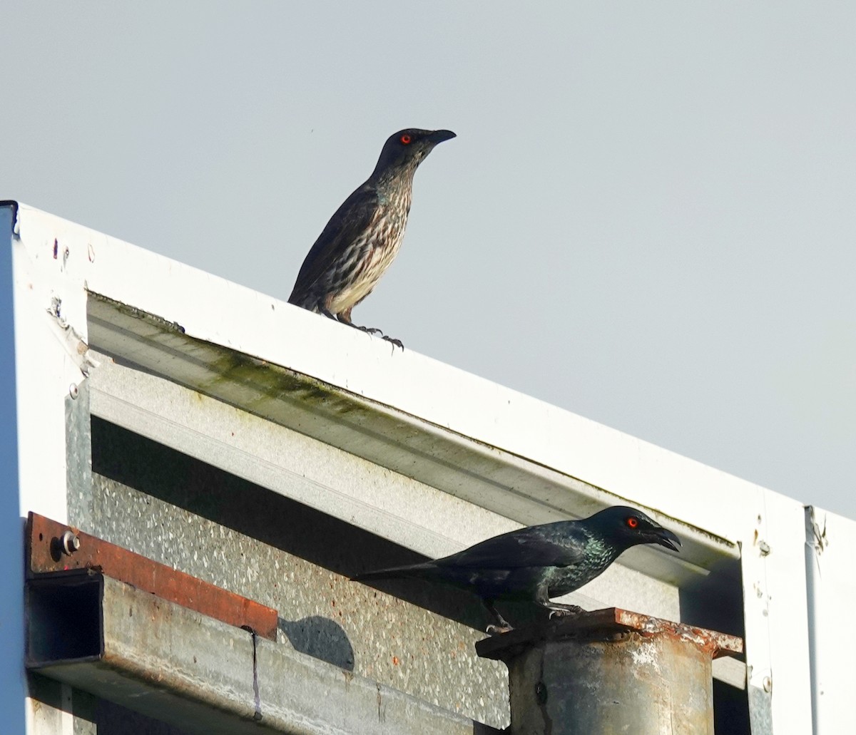 Singing Starling - ML611346597