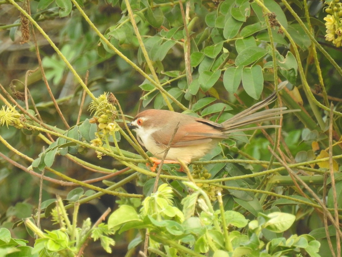 Yellow-eyed Babbler - ML611346634