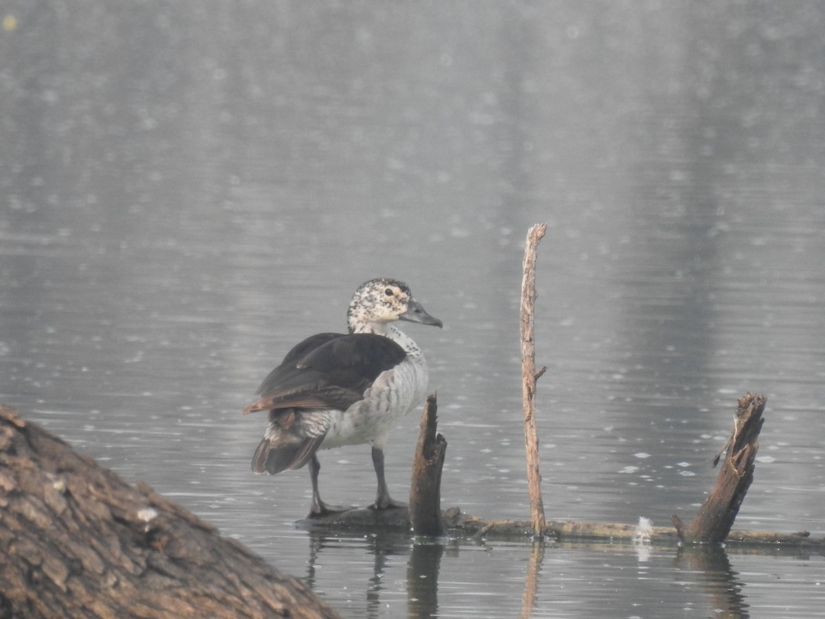 Knob-billed Duck - Mallikarjuna Agrahar