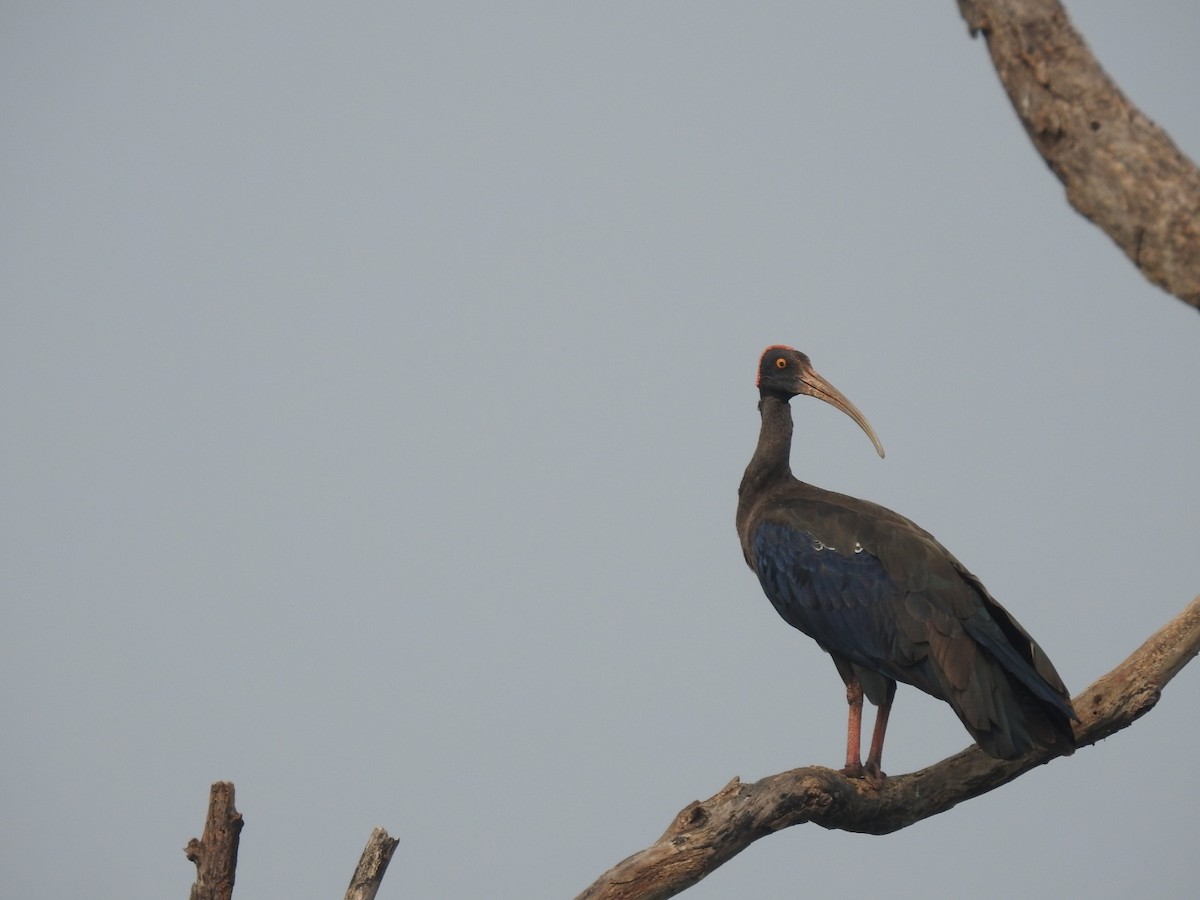 ibis bradavičnatý - ML611346722