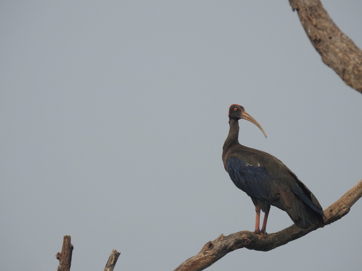 Red-naped Ibis - Mallikarjuna Agrahar