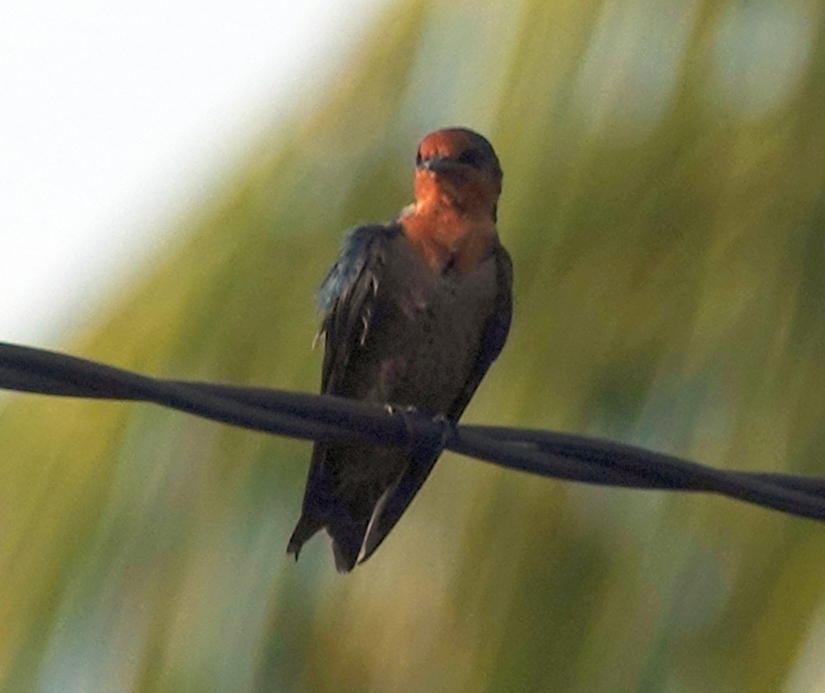 Pacific Swallow - Paul Bartlett