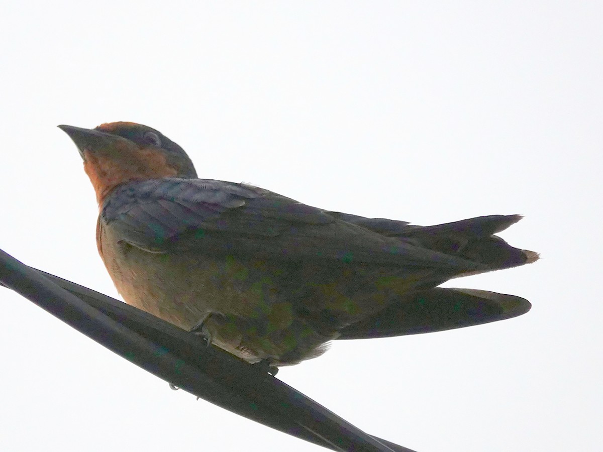 Golondrina del Pacífico - ML611346825