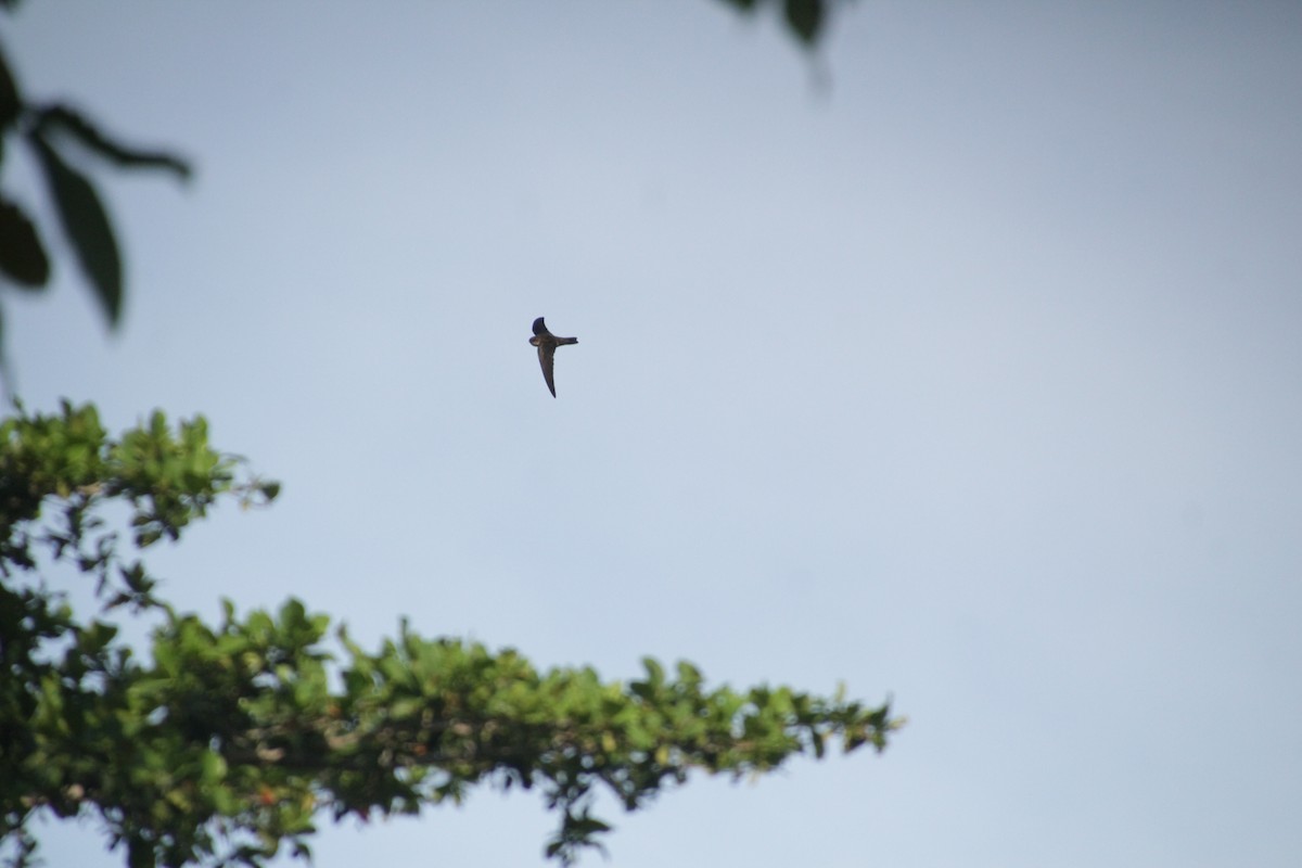 Seychelles Swiftlet - ML611346888