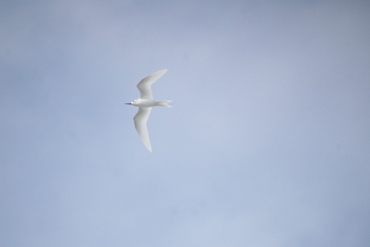 White Tern - ML611346902