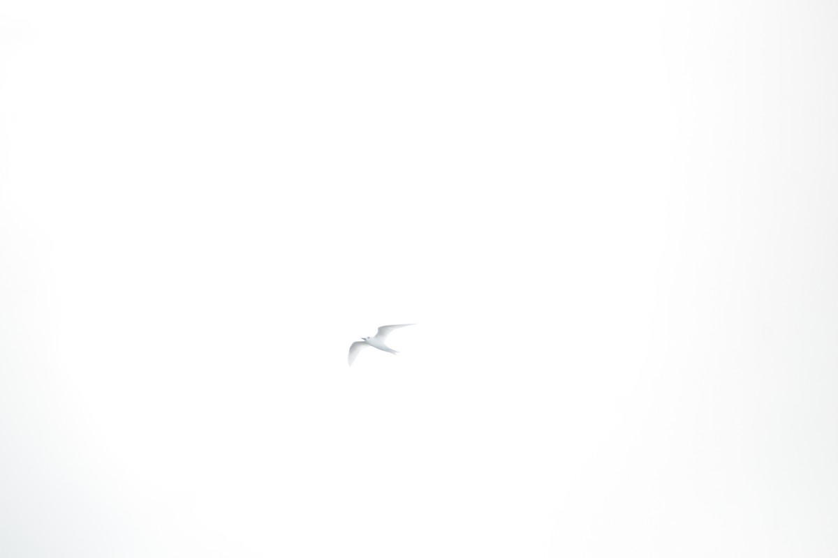 White Tern - ML611346903