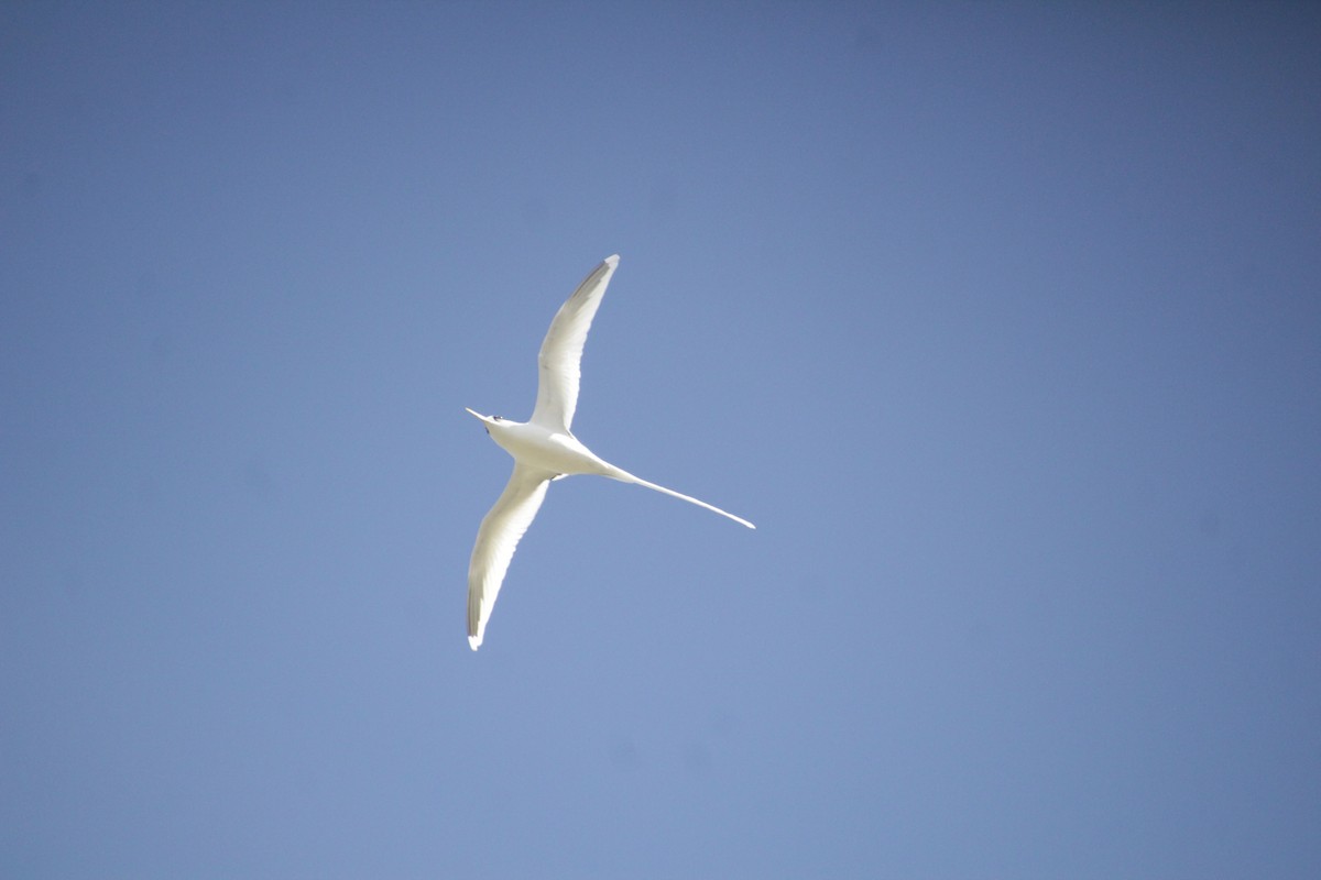 White-tailed Tropicbird - ML611346911
