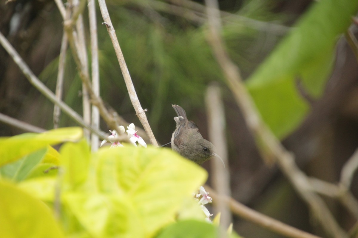 Seychelles Sunbird - ML611346945