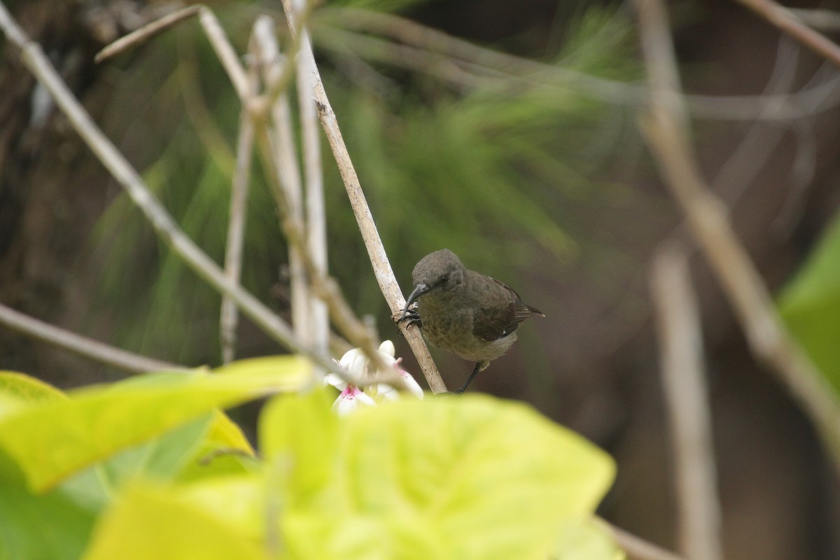 Seychelles Sunbird - ML611346950