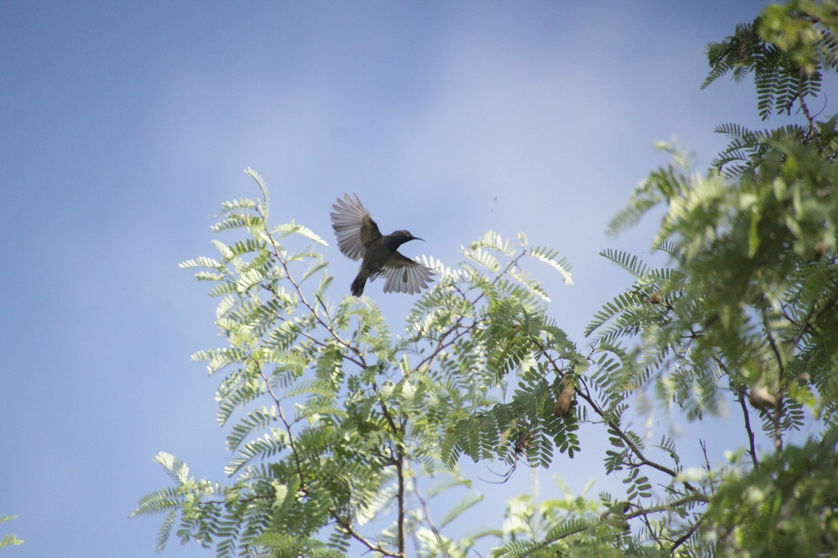 Seychelles Sunbird - ML611346951