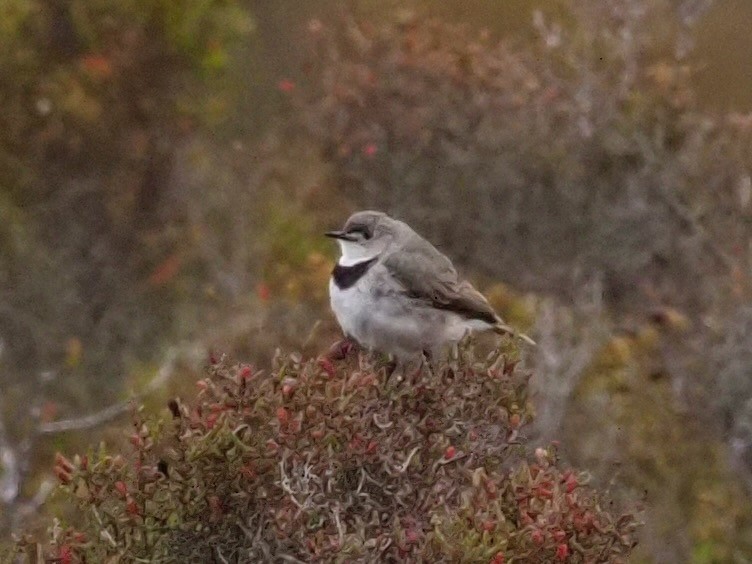 White-fronted Chat - ML611346978
