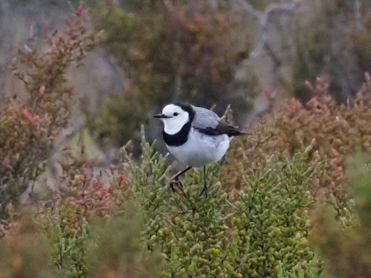 White-fronted Chat - ML611346979