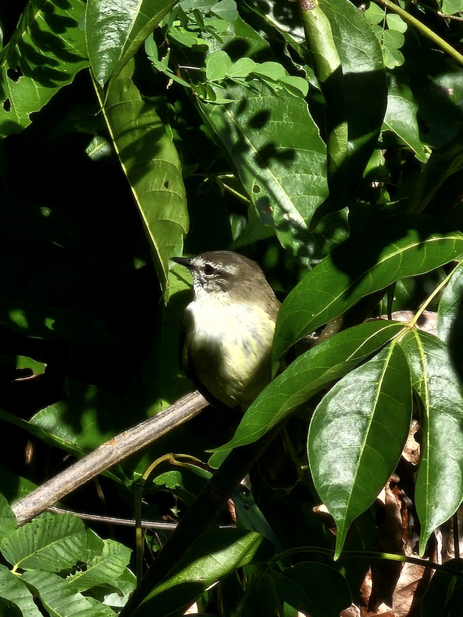 Jamaican Elaenia - Ricardo Miller