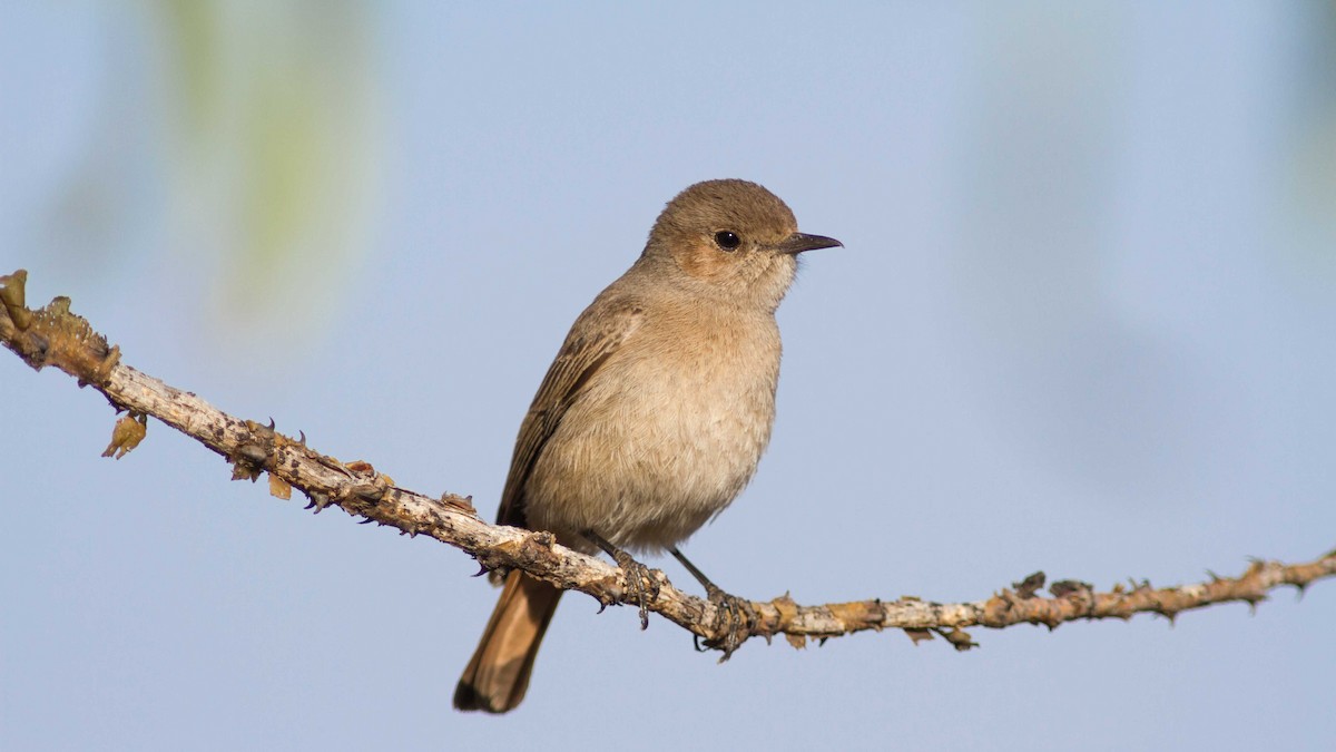 Familiar Chat - ML611347244