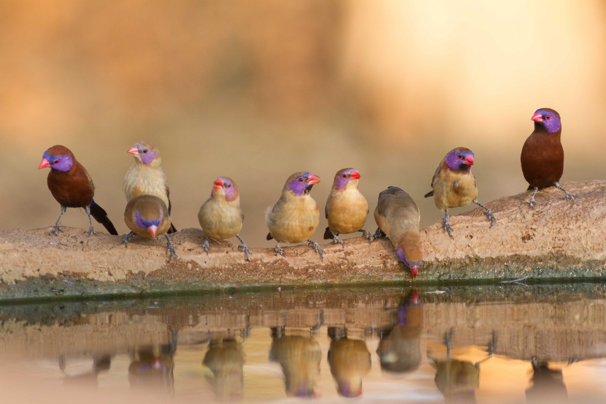 Violet-eared Waxbill - ML611347251
