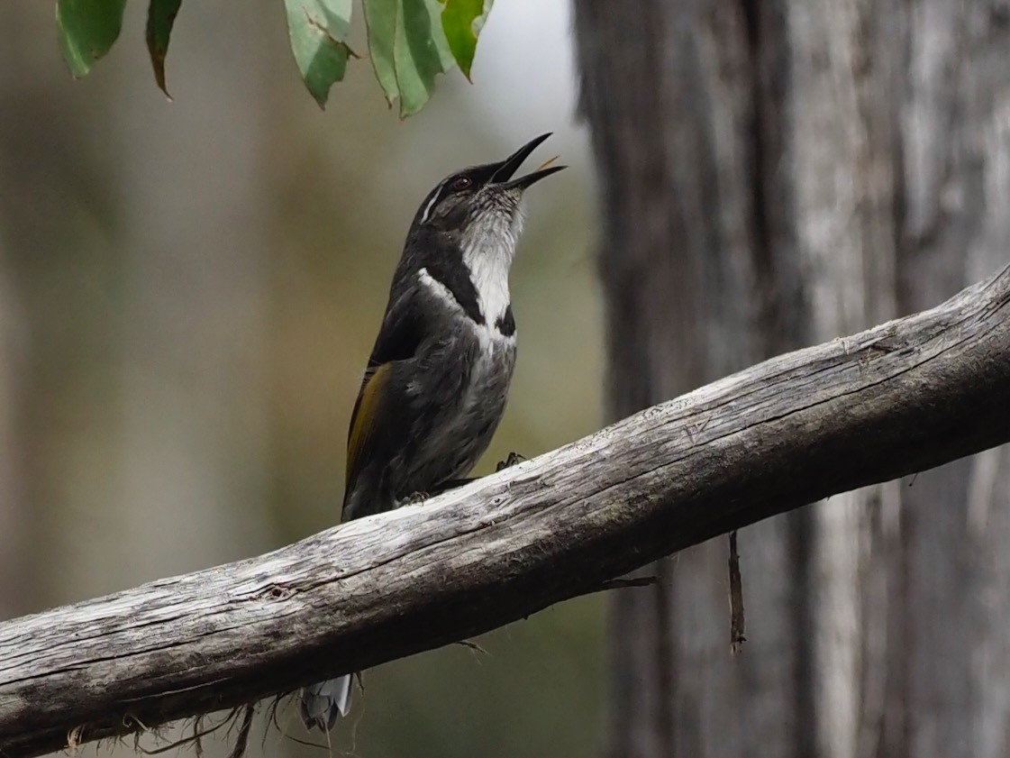 Crescent Honeyeater - ML611347277