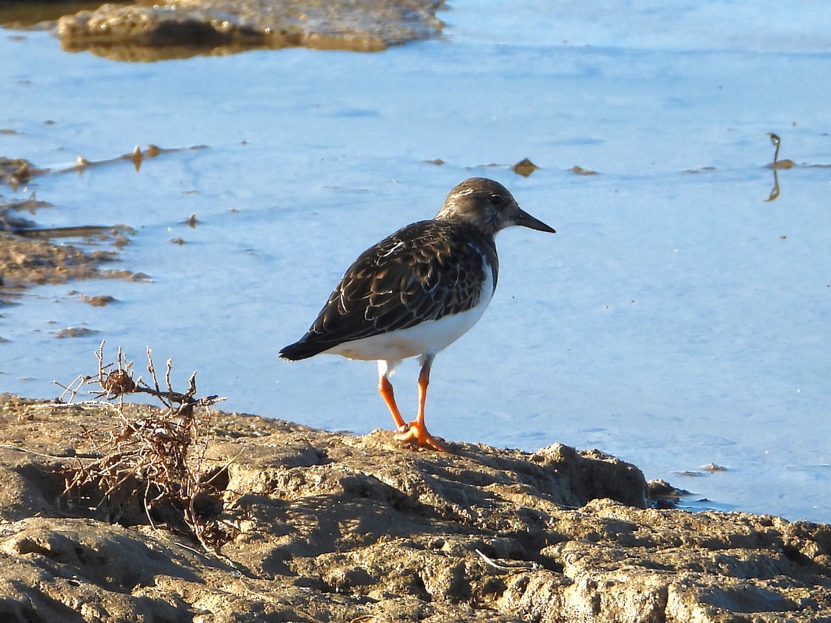 Ruddy Turnstone - Raul Perez