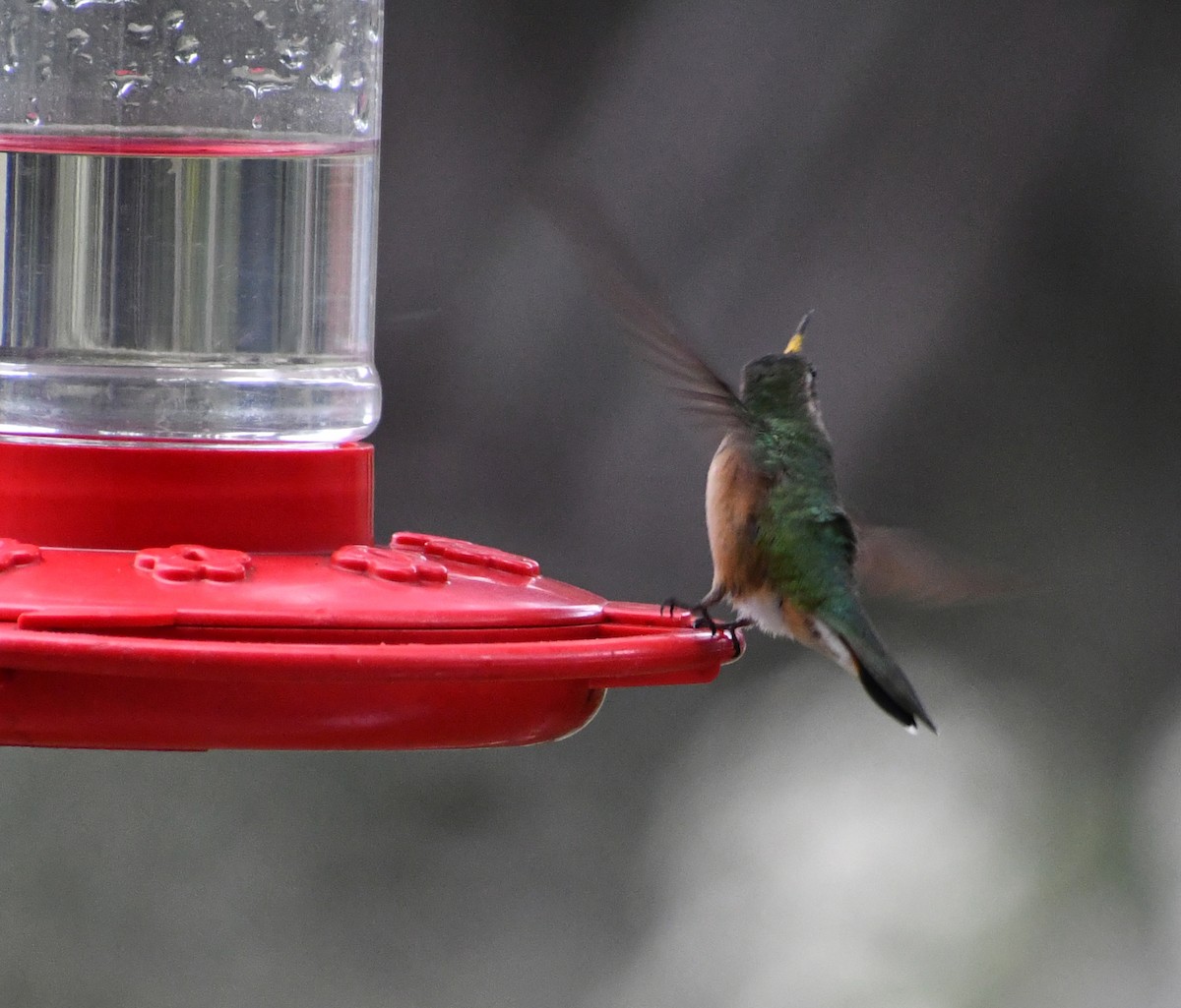 Broad-tailed Hummingbird - Laura Dow