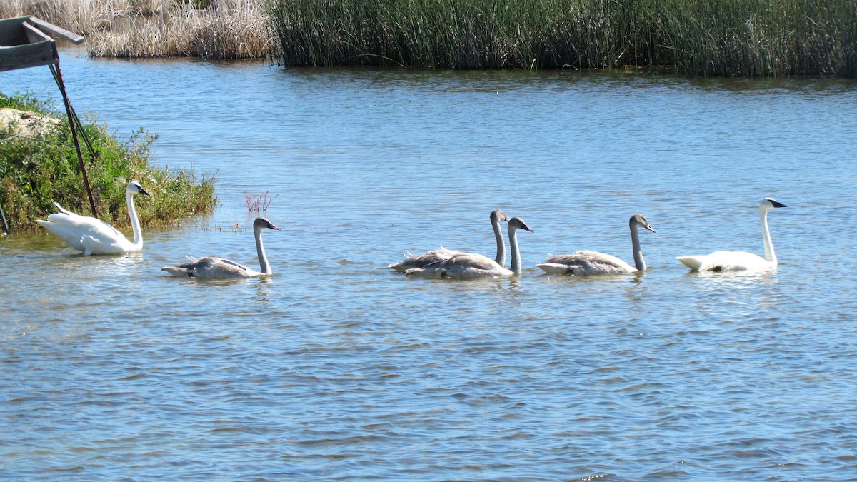 Trumpeter Swan - ML611347322